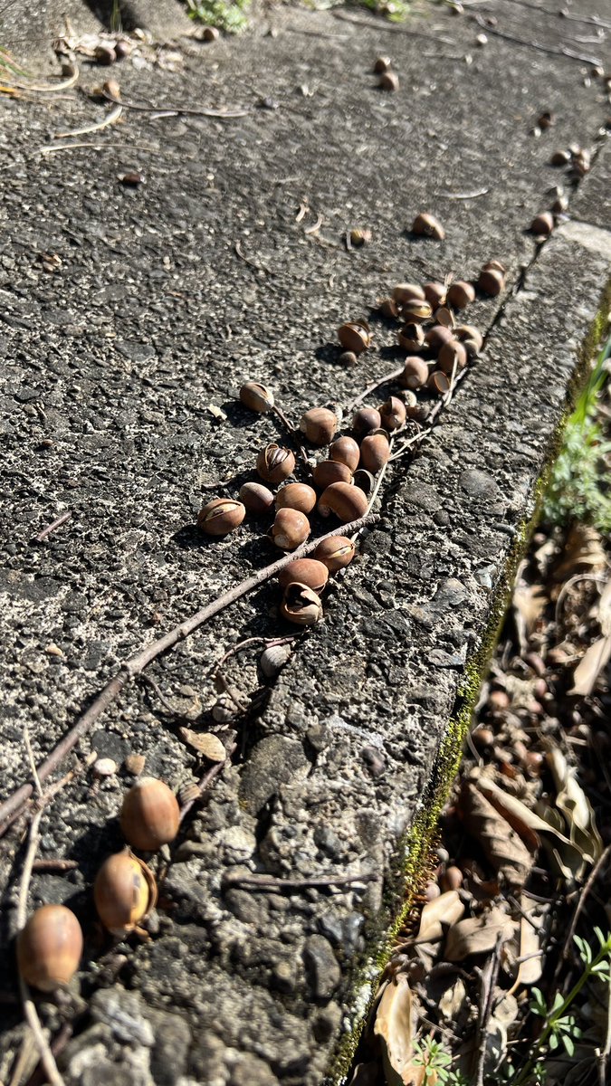 どんぐりだらけじゃん 豊作やな どんぐり！？今！？