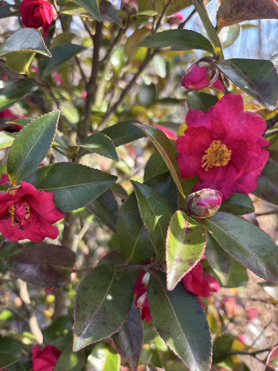 🔰にむ (@debuemon4) on Twitter photo 