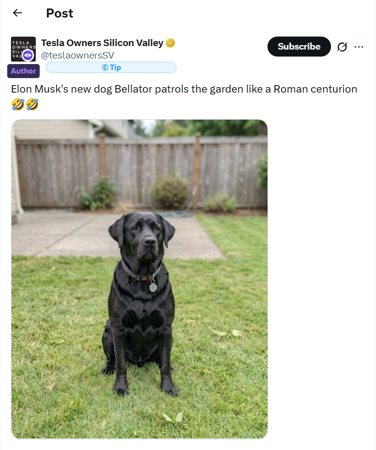 0xWilliam888's tweet photo. YO $BELLATOR / Elon Musk's New Dog 

Cc841PdMQUNWq989BszMHcjipGw89CBxDygiweb1pump

Elon's new dog just dropped, black fur with laser eyes, straight warrior energy. 

Bellator means warrior in Latin.This rides the classic dog-themed memecoin wave tied to Elon Musk, the same one that exploded DOGE (Elon pumps), SHIB, and especially FLOKI.

Elon Musk's story never gets old. Every time he hints at dogs or switches up his X name, coins go 10x-100x overnight. 

Remember Kekius Maximus? Remember Floki pumps? This is the next chapter.
I saw @1MillSaviour aped $BELLATOR and @0xRichNormie called it 3 hours ago and they're already in profit.

When I wrote this $BELLATOR was sitting around 500k, now it's already pumped past 800k, moving super fast.

 I grabbed a bit around 500-600k already.

Right now no FOMO, waiting for a dip around 300k to reload for the next leg.