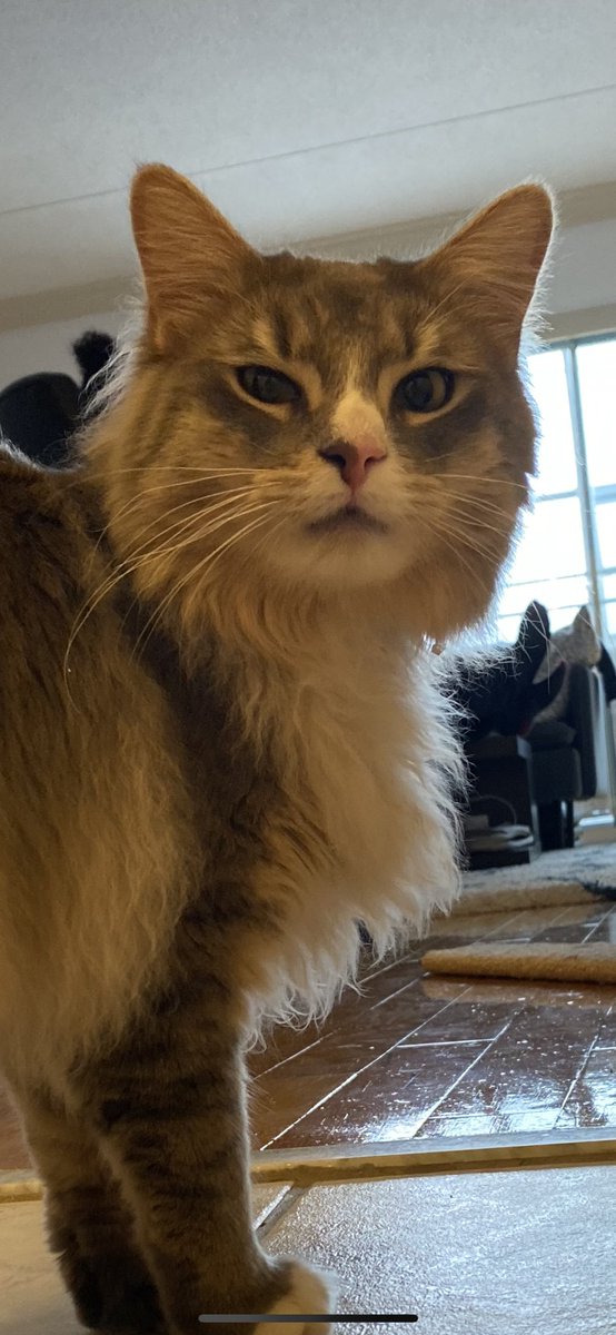 joykozu's tweet photo. my cat when he sees me packing a suitcase https://t.co/K3ZjHt0Xde