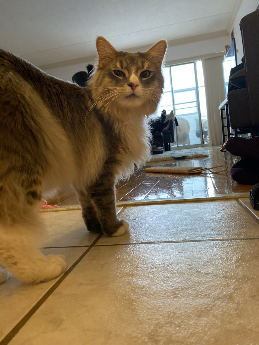 joykozu's tweet photo. my cat when he sees me packing a suitcase https://t.co/K3ZjHt0Xde