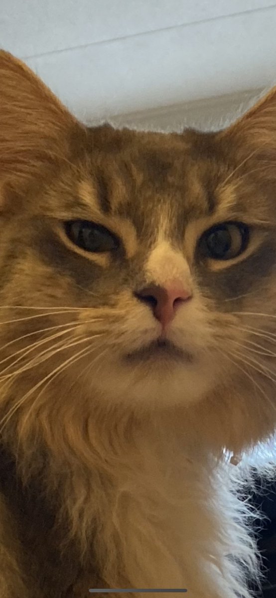 joykozu's tweet photo. my cat when he sees me packing a suitcase https://t.co/K3ZjHt0Xde