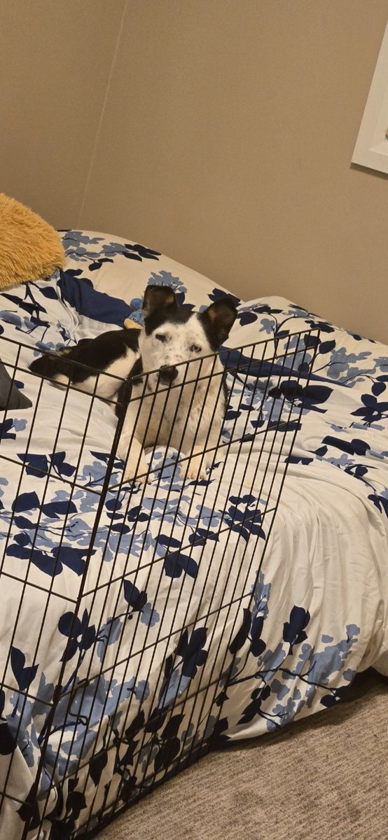 Fablesstuff's tweet photo. Everyone meet Canola ❤️🌾 Hes about a year old and we think hes a border Collier mix https://t.co/lSnHDRpYWm