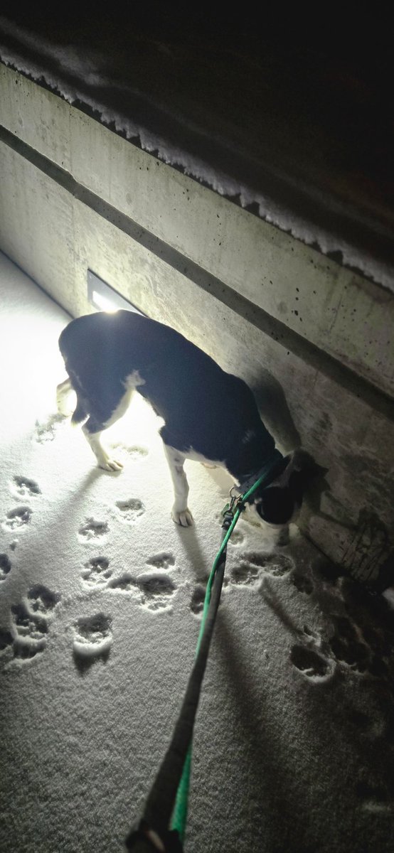 Fablesstuff's tweet photo. Everyone meet Canola ❤️🌾 Hes about a year old and we think hes a border Collier mix https://t.co/lSnHDRpYWm
