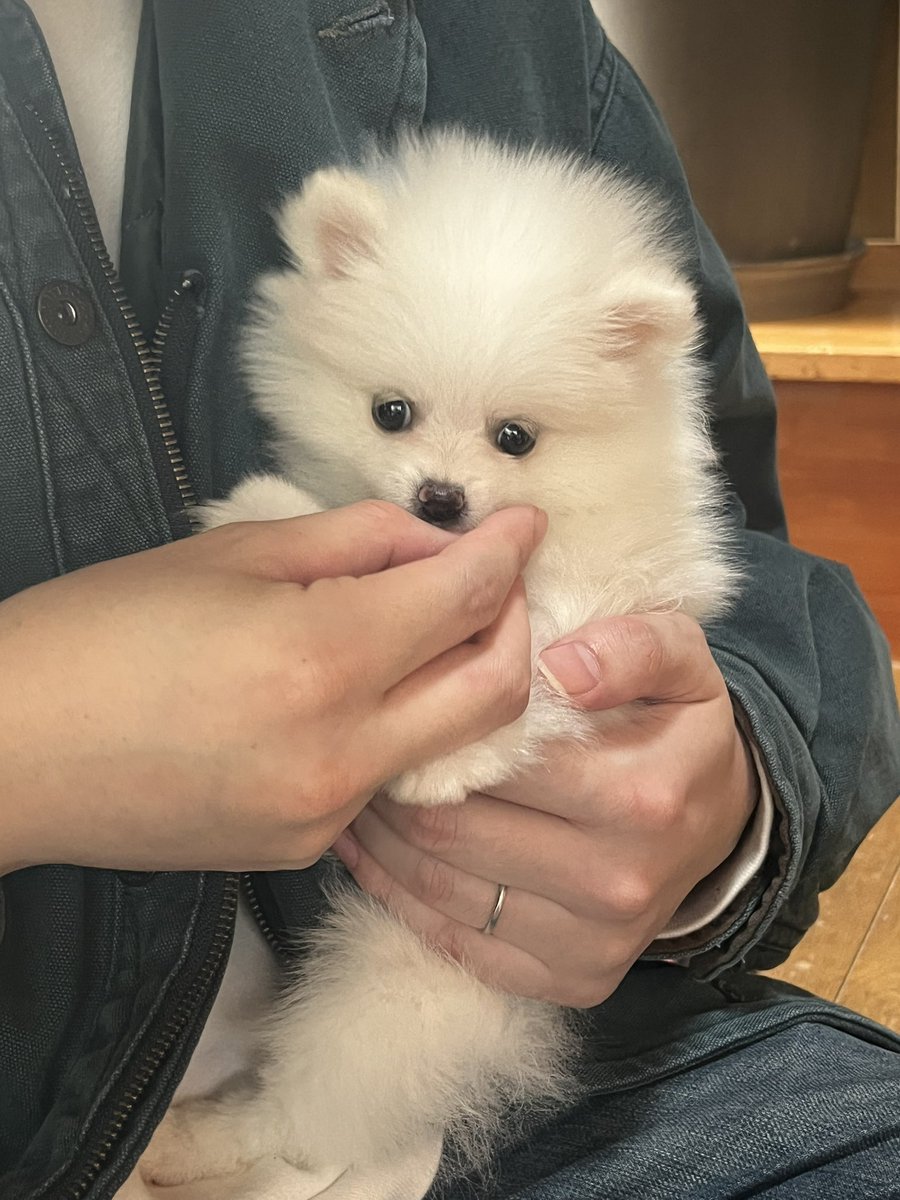 keikan10's tweet photo. ついに我が家にお迎え^_^名前はましろちゃんです https://t.co/Ihljr53MRk