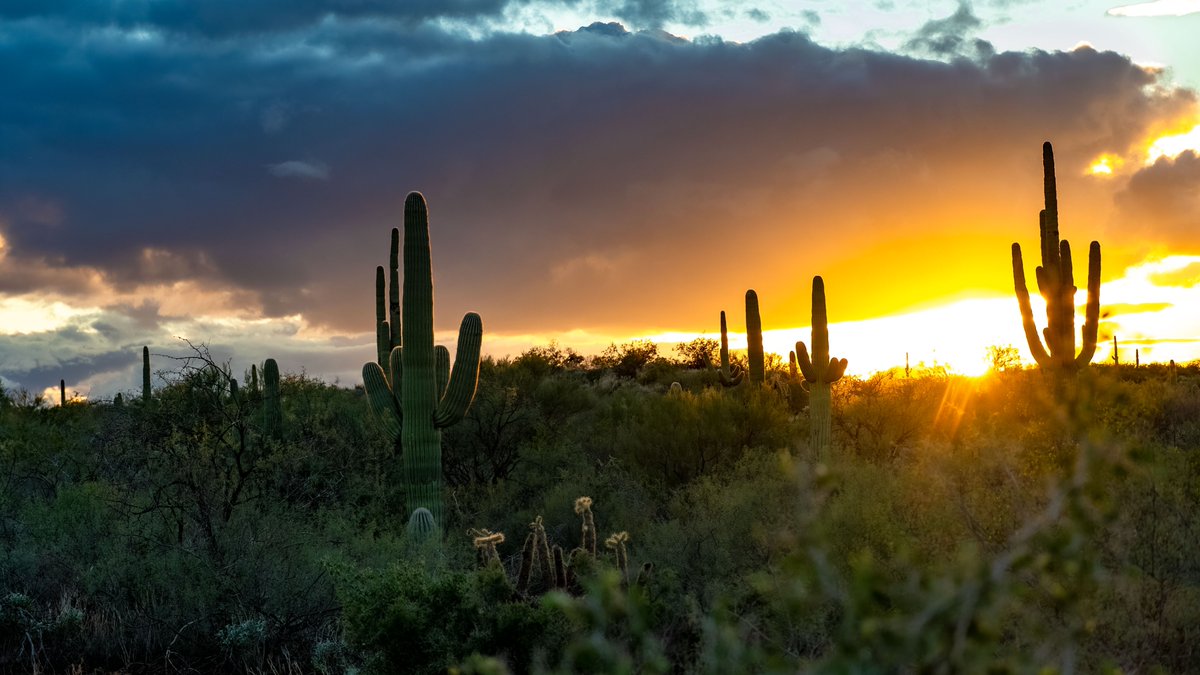 NewMexicoDrive's tweet photo. Saguaro silhouettes > everything else. 🌅🌵 #DesertMagic #ChasingLight https://t.co/NFSQMPEUgg
