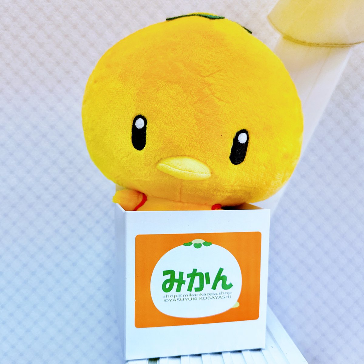 こんにちは🍊 2月28日土曜日、SHOWROOM、オープンしました✨ 本日も