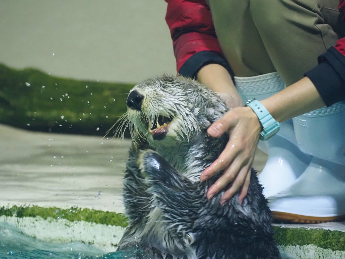 可愛すぎるキラちゃんを見ると幸せな気持ちになる🍀 #鳥羽水族館