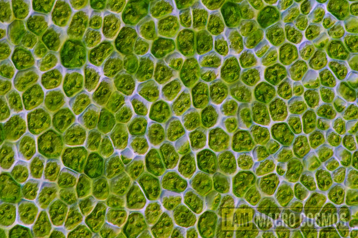 Optolongfilter's tweet photo. New Optical Scientific Photographic Artist / Amateur photomacrographer, @Daniel Han, who joins us as an important tester, shared the tested images below and tested the Seaweed chloroplasts found in rock pools.
The first photo shows Seaweed chloroplasts using the long-pass DAPI. https://t.co/XPSSZjnKk3