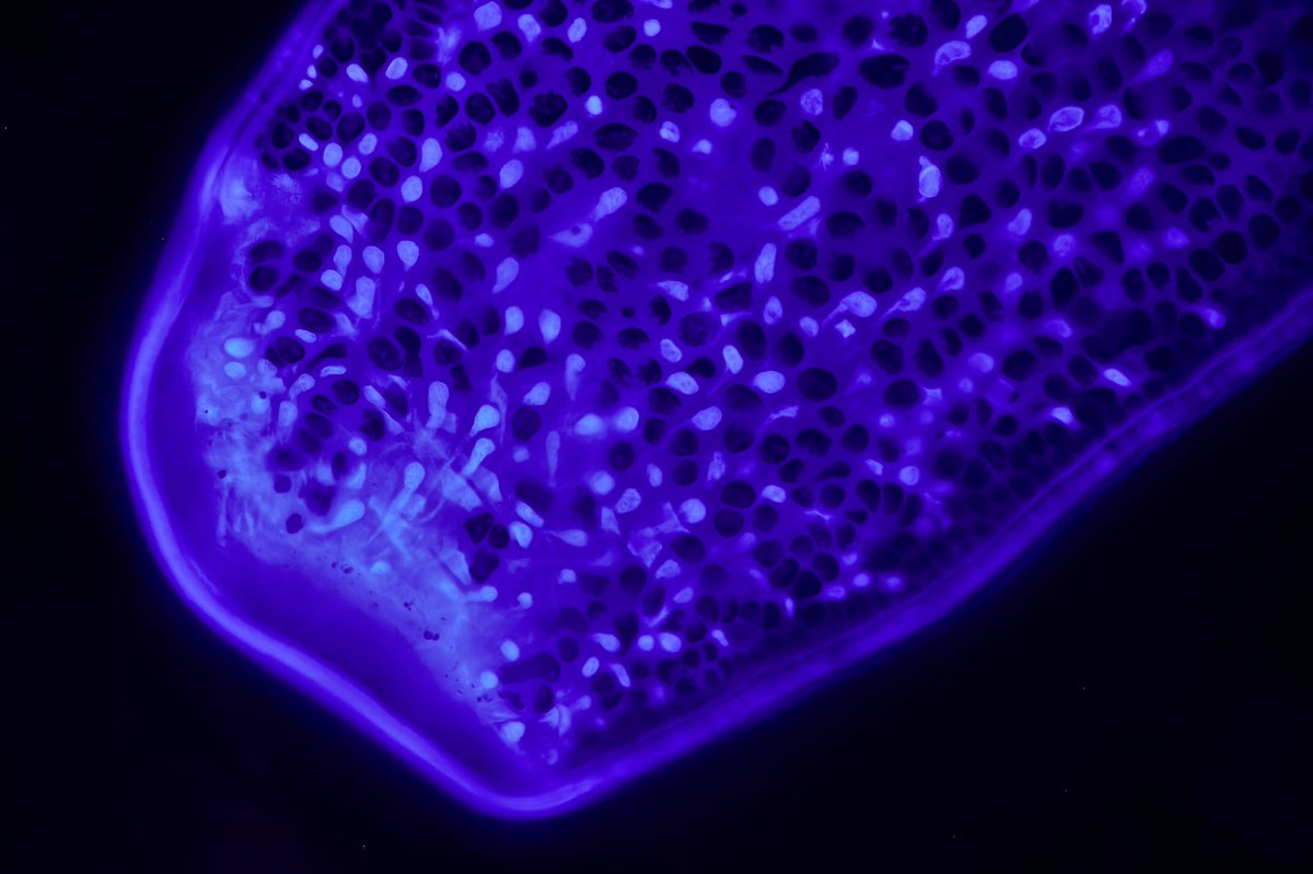 Optolongfilter's tweet photo. New Optical Scientific Photographic Artist / Amateur photomacrographer, @Daniel Han, who joins us as an important tester, shared the tested images below and tested the Seaweed chloroplasts found in rock pools.
The first photo shows Seaweed chloroplasts using the long-pass DAPI. https://t.co/XPSSZjnKk3