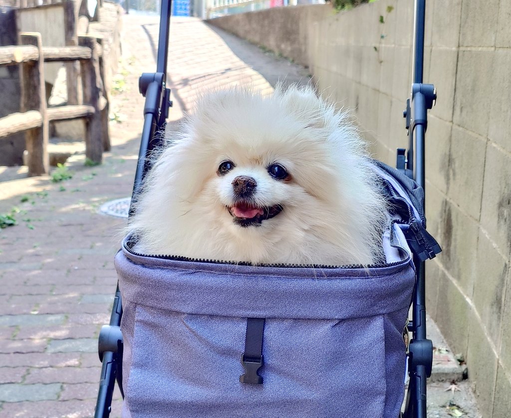 mablian's tweet photo. 暖かくなってきた〜😀水仙が満開です✨
主が体調不良で長く更新できずにいまして漸く復活しました✌
はな🐶もうすぐ16歳4ヶ月はずっと元気❇️
カートで散歩の出発点に来ると歩く気満々🐾
#シニア犬
#ポメラニアン
#犬好きさんと繋がりたい
#秘密結社老犬倶楽部 https://t.co/UJqgP5WyhM