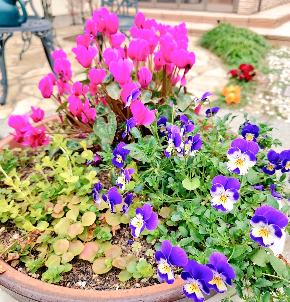 mablian's tweet photo. 暖かくなってきた〜😀水仙が満開です✨
主が体調不良で長く更新できずにいまして漸く復活しました✌
はな🐶もうすぐ16歳4ヶ月はずっと元気❇️
カートで散歩の出発点に来ると歩く気満々🐾
#シニア犬
#ポメラニアン
#犬好きさんと繋がりたい
#秘密結社老犬倶楽部 https://t.co/UJqgP5WyhM