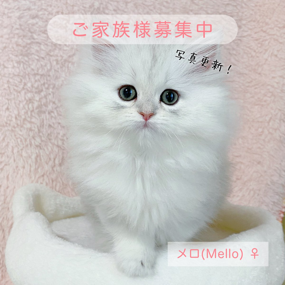 Pelcecat's tweet photo. 【ご家族様募集中！】

2025.12.17生まれ メープルベビー

本日、写真を更新しました📸✨️
また価格調整もおこなっております。ご検討中の方で気になる方はお気軽にお問い合わせください😊

 #子猫ブリーダー  #チンチラシルバー #ペルシャ猫 https://t.co/ntphGvEIKu