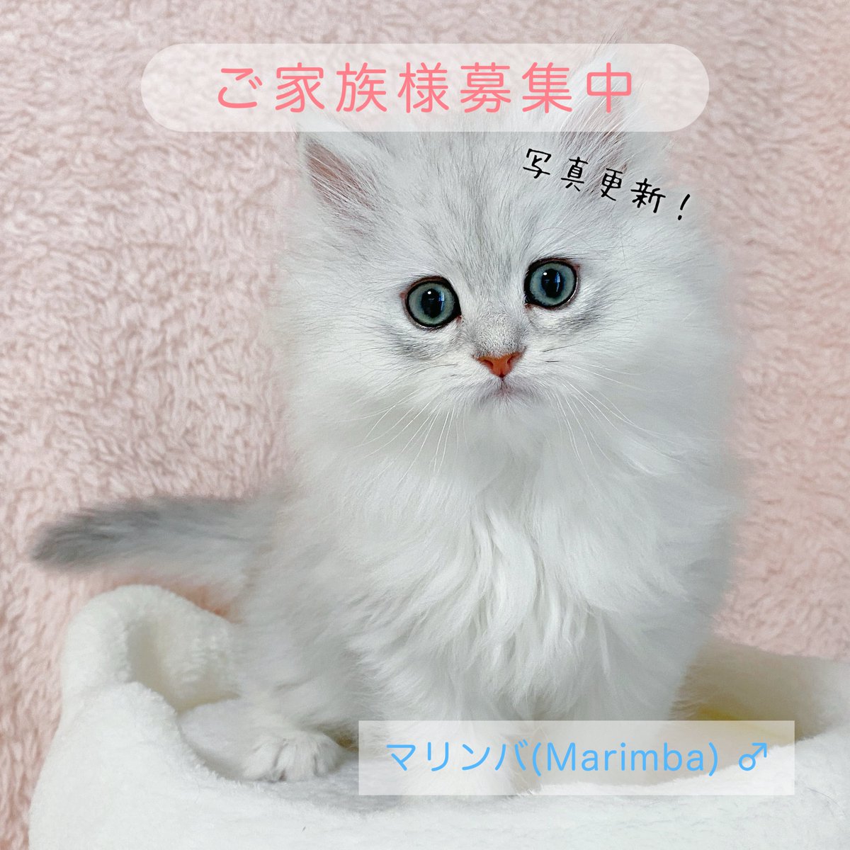 Pelcecat's tweet photo. 【ご家族様募集中！】

2025.12.17生まれ メープルベビー

本日、写真を更新しました📸✨️
また価格調整もおこなっております。ご検討中の方で気になる方はお気軽にお問い合わせください😊

 #子猫ブリーダー  #チンチラシルバー #ペルシャ猫 https://t.co/ntphGvEIKu