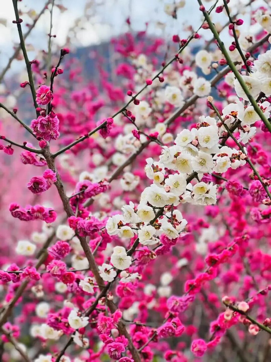 akswwxb82209's tweet photo. Spring is calling from the Qinling Mountains! ⛰️🌸 Over 10,000 plum trees are painting #Ankang’s Ziwu Garden in vivid pinks, reds, and yellows. The ultimate nature escape awaits. 🌿
#SpringFestivalWithQin #AnkangSight #PoeticShaanxi #ChineseNewYear #China #travel #YearOfTheHorse https://t.co/2EZUWF1gxW