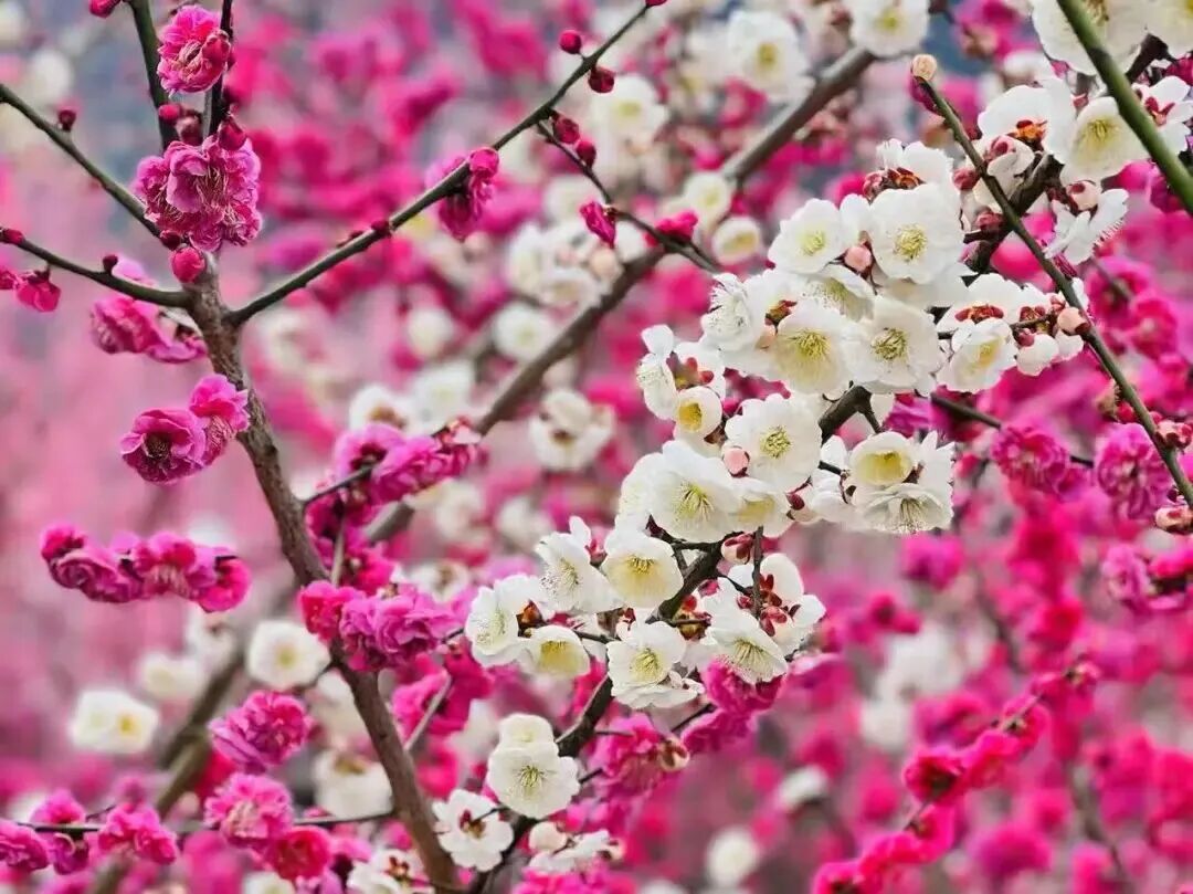 akswwxb82209's tweet photo. Spring is calling from the Qinling Mountains! ⛰️🌸 Over 10,000 plum trees are painting #Ankang’s Ziwu Garden in vivid pinks, reds, and yellows. The ultimate nature escape awaits. 🌿
#SpringFestivalWithQin #AnkangSight #PoeticShaanxi #ChineseNewYear #China #travel #YearOfTheHorse https://t.co/2EZUWF1gxW