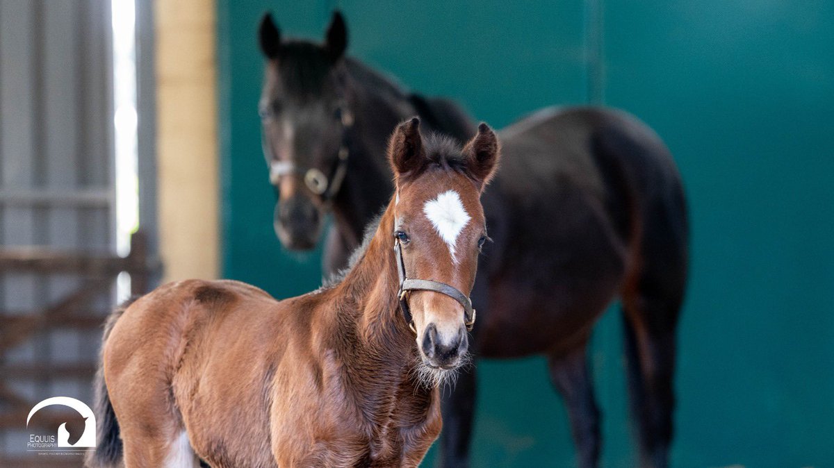 Blue Diamond Stud tweet media