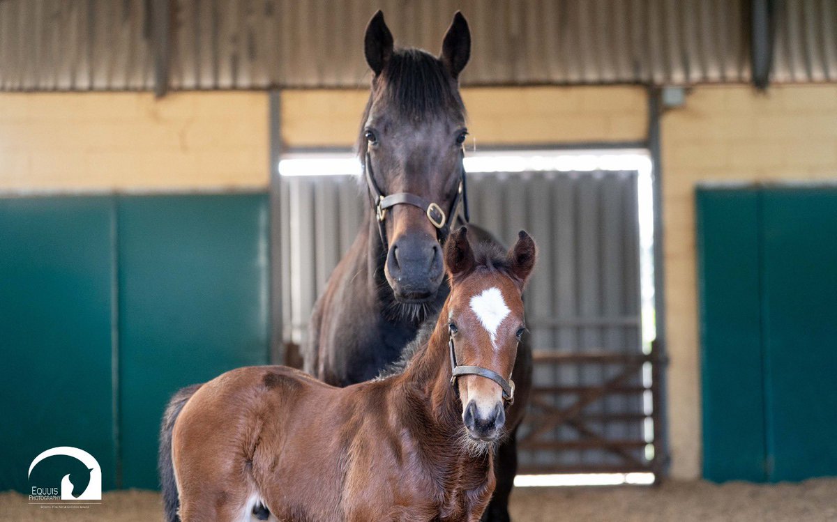 Blue Diamond Stud tweet media