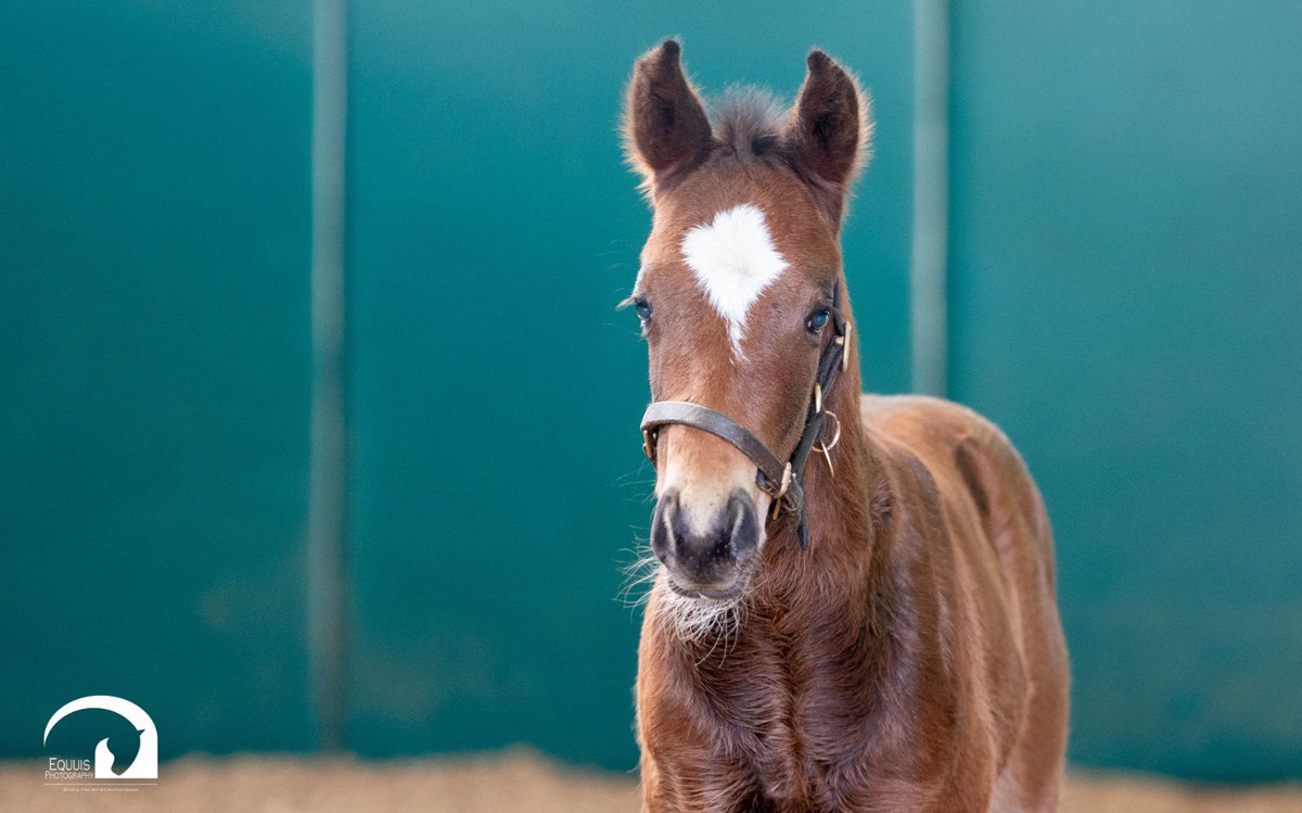 Blue Diamond Stud tweet media