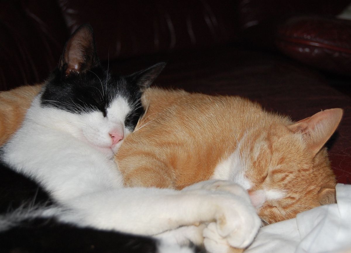 cats.jpg (@catsdotjpg) on Twitter photo 