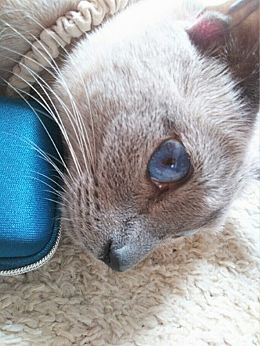 mari2679's tweet image. いま15時だよ🕒【占】マリフォーチュンの招き猫、まごたろう。じたくけいびいんしてるんだ🐾おやつはまだかな🐱🍭もうたべた？🦀 unsei.co.jp/denwa/ #ごはん #悩み #恋愛 #結婚 #不倫 #進路 #転職 #引越 #猫は正義 mtbrs.net/ps_nekopan2323…