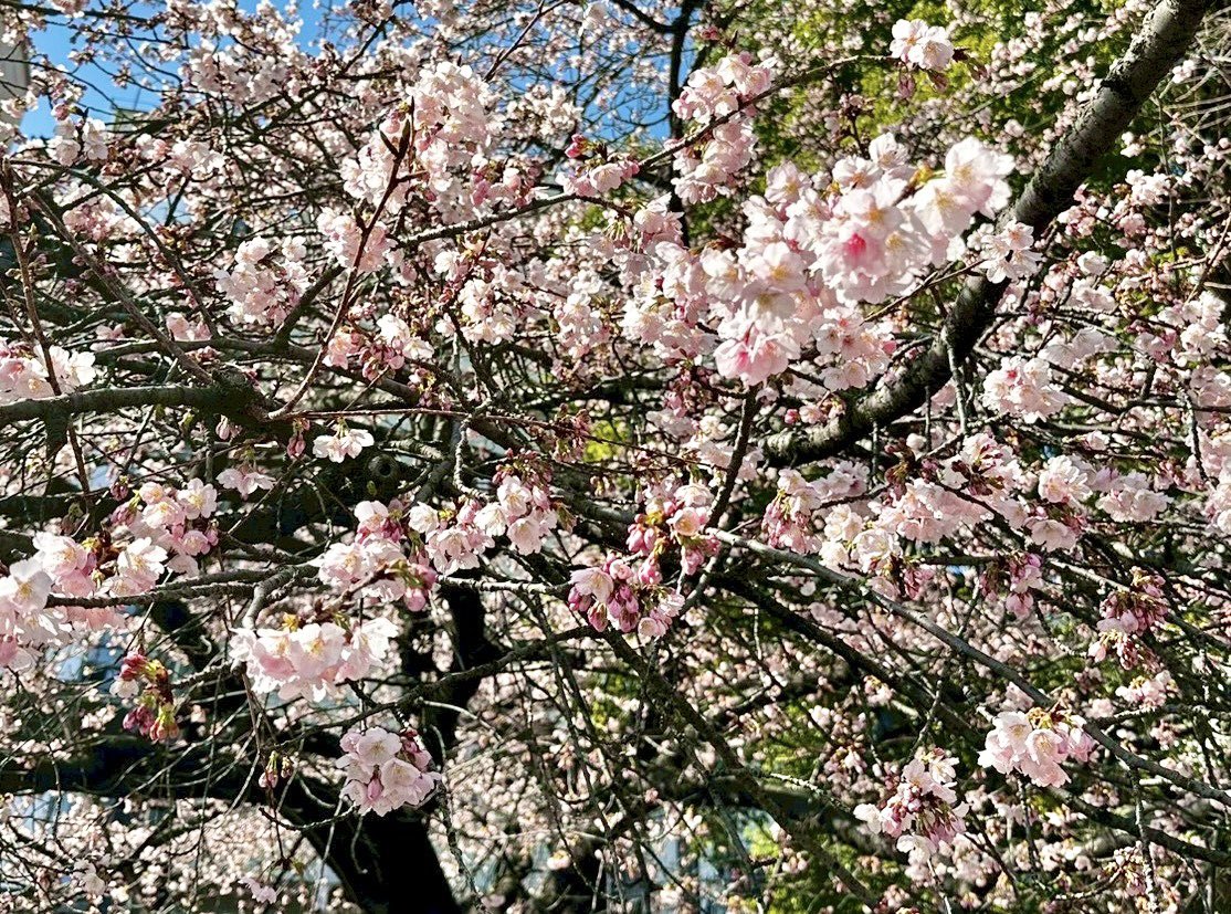 【🌸開花情報🌸】京成上野駅から徒歩1分。#上野公園 の入口にある #大寒桜 の様子です。

今週末は天気が良いので、開花が進みそうですね！今日もたくさんの方が足を止めて、桜を鑑賞していました。

撮影日：2026年2月28日

#みんなに届けたい上野の春2026 #桜