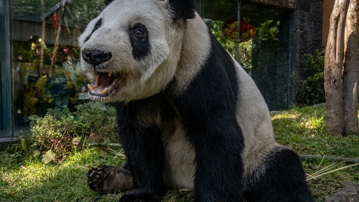 YoAmoaLaCiencia's tweet photo. Toxoplasmosis en pandas mexicanos: lo que te ha ocultado el Zoológico de Chapultepec

La toxoplasmosis afectó drectamente a los pandas bajo el resguardo del Zoológico de Chapultepec junto con otras 20 enfermedades documentadas en artículos de investigación.

La toxoplasmosis es causada por el parásito Toxoplasma gondii, se transmite por agua, suelo o alimentos contaminados.

Desde 1992 se detectó en Tohui (mi pequeño panda), Liang, Shuan Shuan y Xin Xin.

También se detectó en grandes felinos del propio zoológico, es relevante porque los felinos son el hospedero definitivo del parásito.

En su intestino el Toxoplasma gondii completa su ciclo y puede eliminar ooquistes en las heces, contaminando suelo, agua y superficies.

Si grandes felinos estaban infestados, la contaminación hacia los recinto de los pandas fue por condiciones insalubres y el pésimo manejo.

Durante esos años los zoológicos estuvieron bajo la administración de Marielena Hoyo Bastien y no fue la única crisis sanitaria.

En el año 2000, Xin Xin y Xiu Hua presentaron infestaciones activas y complicaciones por la toxoplasmosis que nunca fue eliminada del zoológico.

La toxoplasmosis puede provocar daño neurológico, alteraciones visuales y fallas reproductivas.

Está asociada a reabsorciones embrionarias, abortos tempranos, fallas de ovulación y disminución de fertilidad.

En las pandas de Chapultepec hubo pseudogestaciones repetidas, producción de leche sin crías, “conductas maternas sin descendencia viable” la frase  que utilizaron las autoridades para no mencionar abortos.

La inseminación artificial dirigida por Fernando Gual fracasó y ya no nacieron más pandas mexicanos.

Xiu Hua presentó lesiones en la córnea e inflamación ocular recurrente compatible con toxoplasmosis.

Cuando el parásito compromete el tejido ocular, provoca inflamación interna, inflamación de la retina o alteraciones en la córnea como consecuencia del proceso inflamatorio general.

Es altamente probable que estuviera ciega al momento de su muerte en abril del 2013.

Shuan Shuan presentó durante años deterioro visual progresivo e inflamación recurrente en un ojo.

Esto significa que el tejido ocular no estaba sano de forma constante, sino que enfrentó procesos inflamatorios repetidos, posteriormente desarrolló un carcinoma de células escamosas en ese mismo ojo.

En los recuentos oficiales del Zoológico de Chapultepec se habla de longevidad pero no del mal estado en que estuvieron los pandas.

Solo queda Xin Xin, que tuvo toxoplasmosis confirmada, afectación visual documentada y alteraciones reproductivas en un entorno donde la infestación estuvo presente durante años.

Ahora el gobierno de Clara Brugada se niega a entregar información específica del estado de salud de la última panda mexicana.

¿Qué tienen que ocultar?