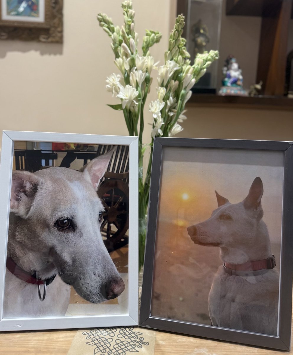 TamalBandyo's tweet photo. Our pet Gogol crossed over the Rainbow Bridge. Over 16 years of fun, frolic and incredible love. Till we meet again … https://t.co/BvPfEUlIb3