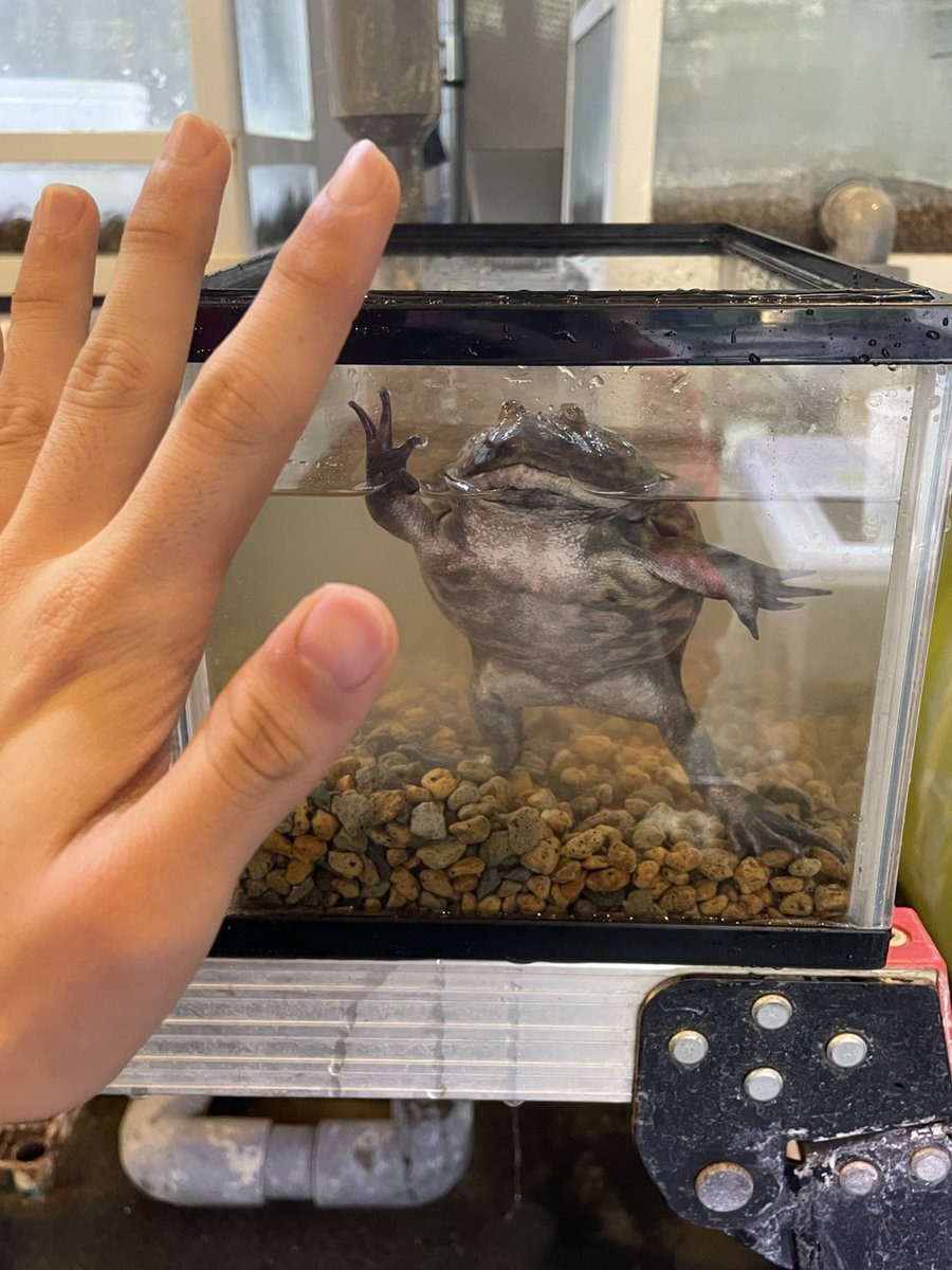 マリンパークのでっかいカエル
挨拶のクオリティ(圧)が強すぎた