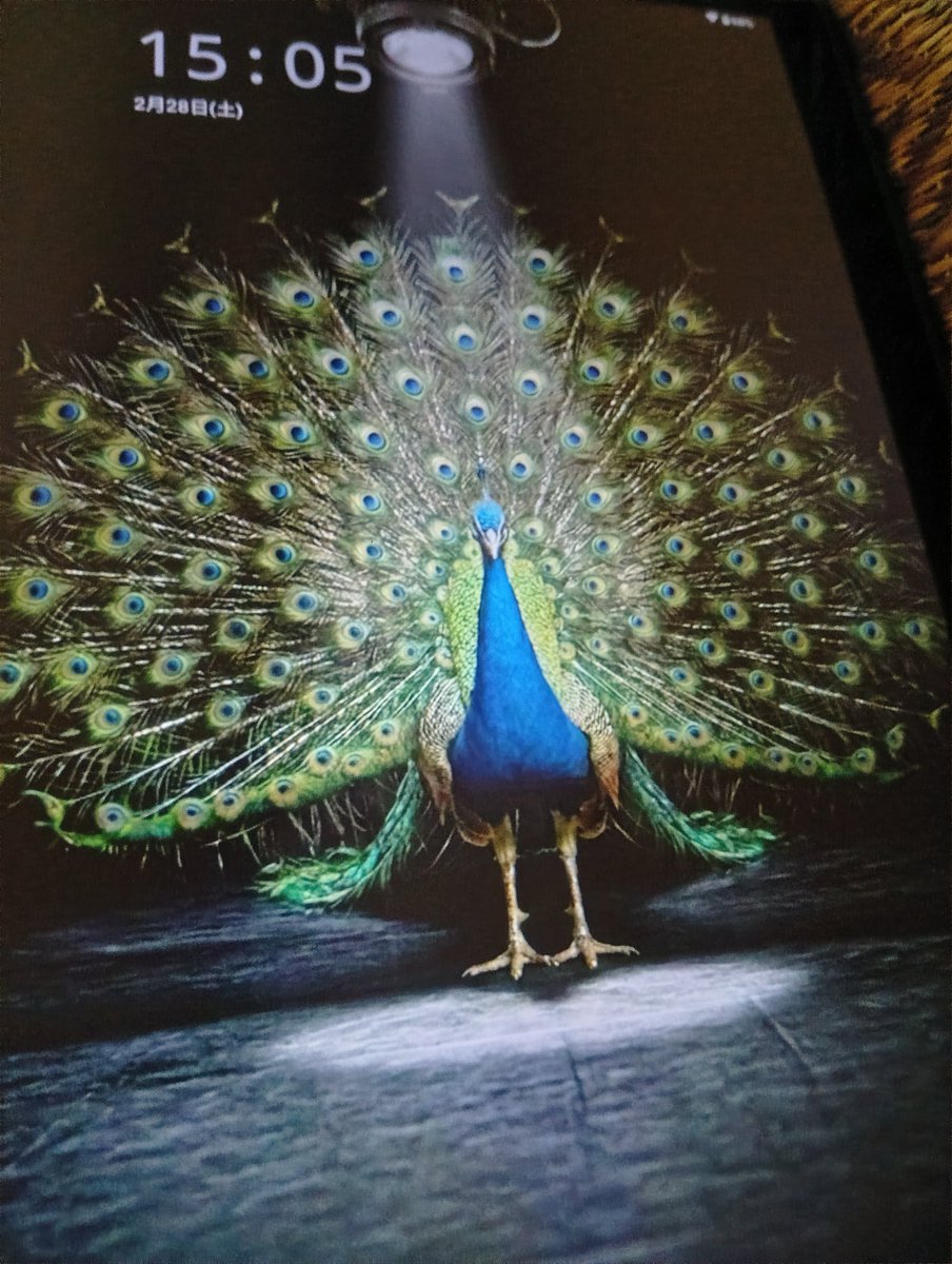 おおさかうずら🐧🐤 (@UzuraOsaka) / Posts / X