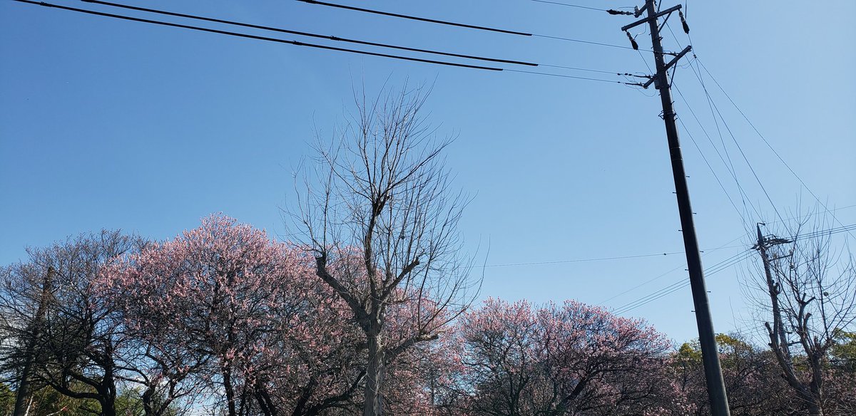 ルナさん🐱✨ tweet media