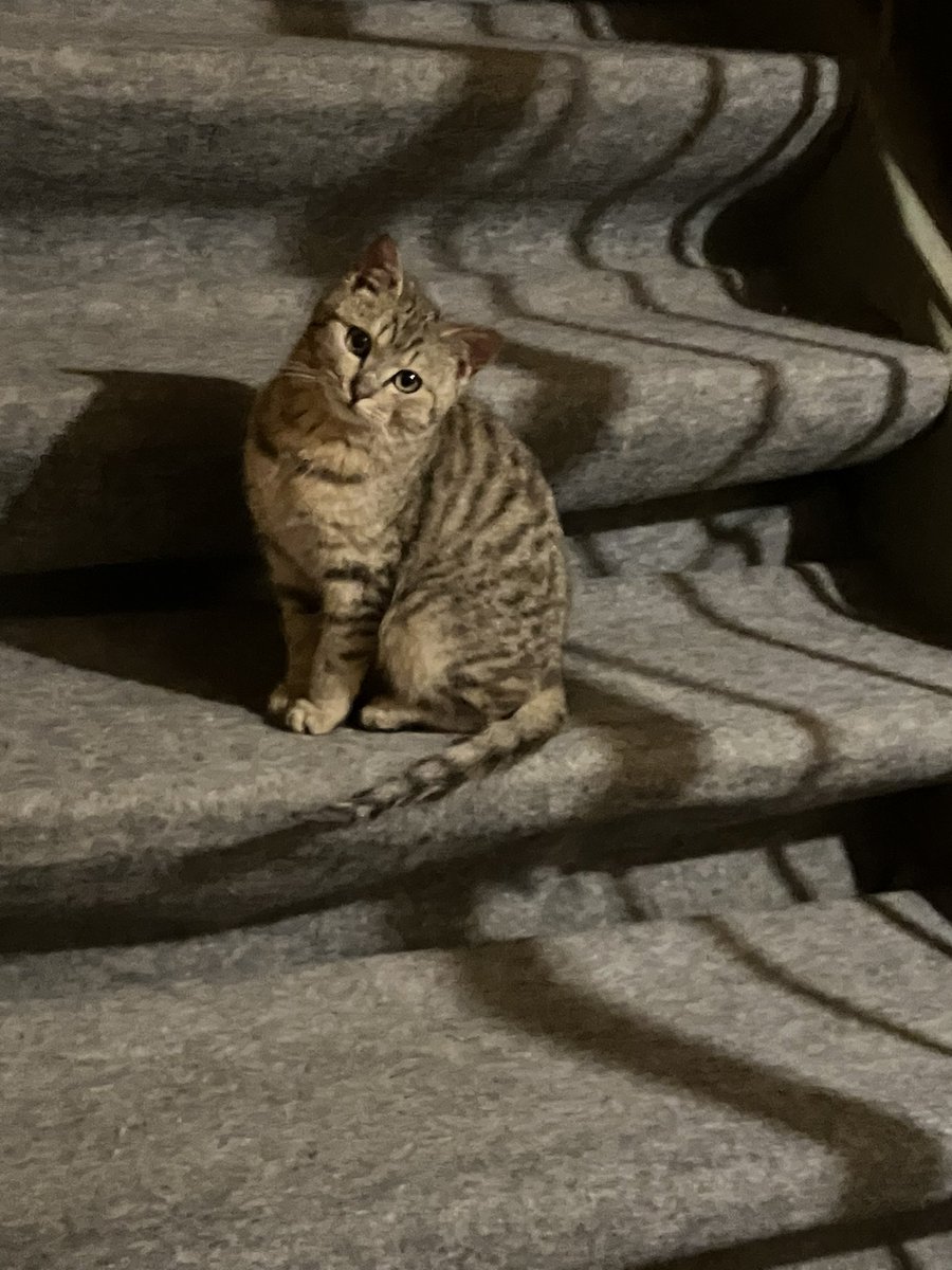 数日前に保護したキンちゃん(錦之助)。
先輩猫たちの言う事をよく聞いて幸せになるんだぞ。これからは、寝る場所も食べ物も心配ないからね。よろしく😽