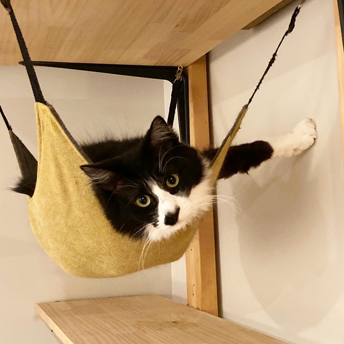 asano_modern's tweet photo. ハンモックを乗りこなす猫
#catphot
#保護猫と暮らす https://t.co/M3B7bZNIdi