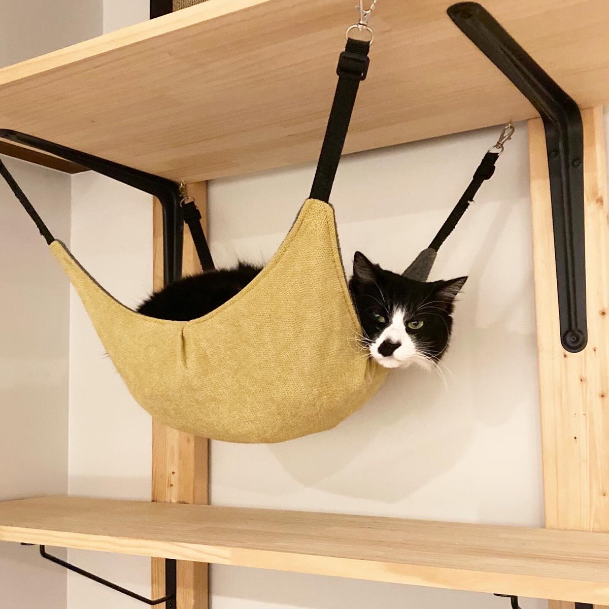 asano_modern's tweet photo. ハンモックを乗りこなす猫
#catphot
#保護猫と暮らす https://t.co/M3B7bZNIdi