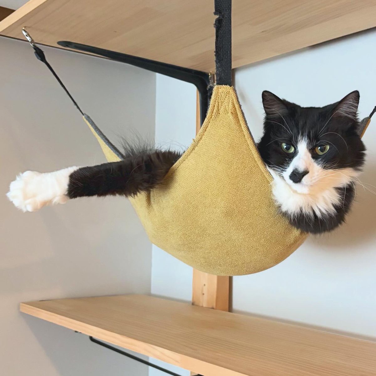 asano_modern's tweet photo. ハンモックを乗りこなす猫
#catphot
#保護猫と暮らす https://t.co/M3B7bZNIdi