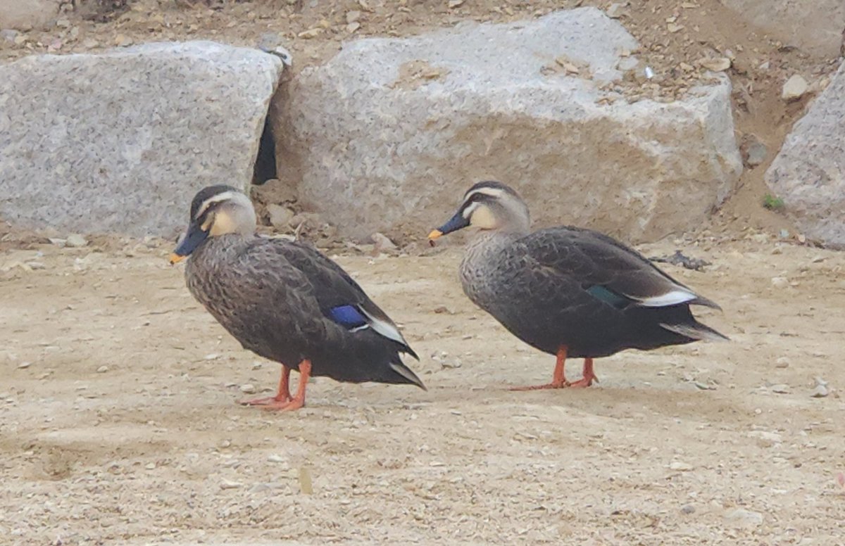 은단껌 tweet media