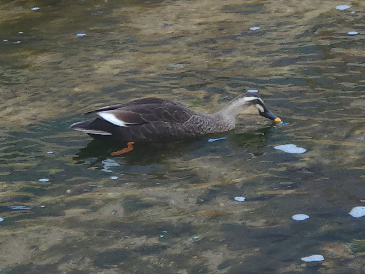 은단껌 tweet media