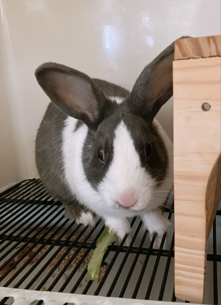 本日16時まで開催しております❗️ 1匹のうさぎさんが譲渡決定しました
