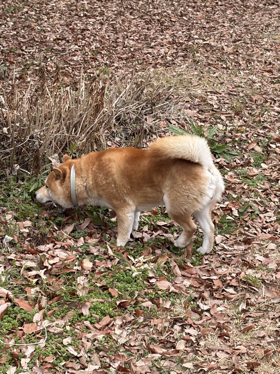 dai_gorou0605's tweet photo. 草津のロクハ公演で迷子の芝犬見つけました
緑の首輪
車道に逃げたりと危なかったので警察に保護してもらってます

草津警察署で保護されてます。
077-563-0110

拡散お願いします。
#迷子犬 #草津市 #滋賀県 #芝犬 https://t.co/LWJ70m2wCh