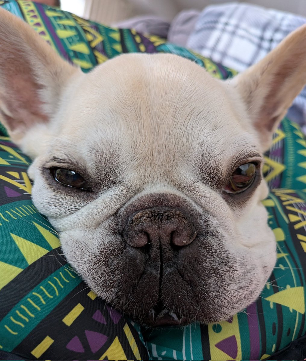 Post by フレンチブルドッグ小梅ちゃん on X: もうすぐ9歳💛
