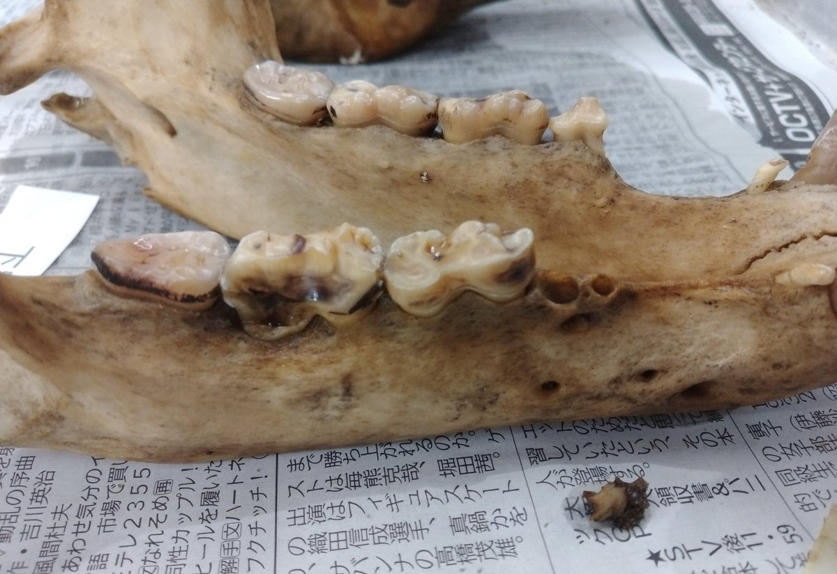 ヒグマ 骨 ヒグマ 骨格 標本