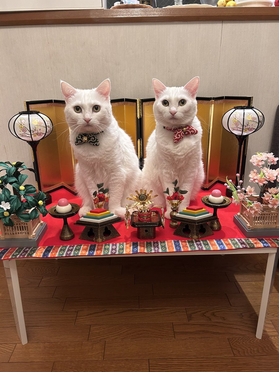 あやねこや (@neko_buna) / Posts / X