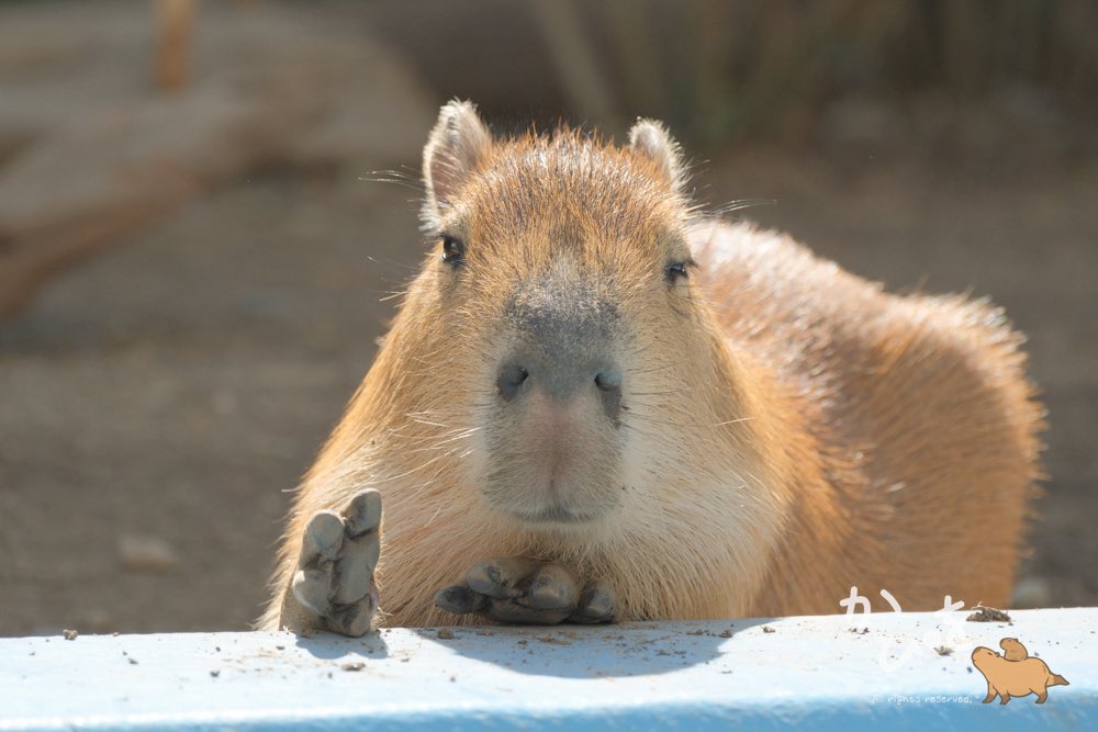 ようこそ竹島へ！
竹島観光大使はカピバラできまりだと僕は思っています.。