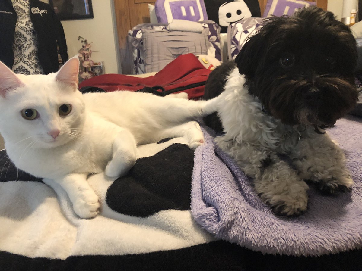 TinyxDestiny Ttv💜 tweet media