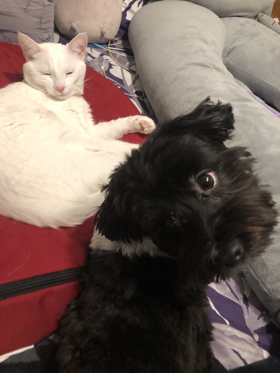 TinyxDestiny Ttv💜 tweet media