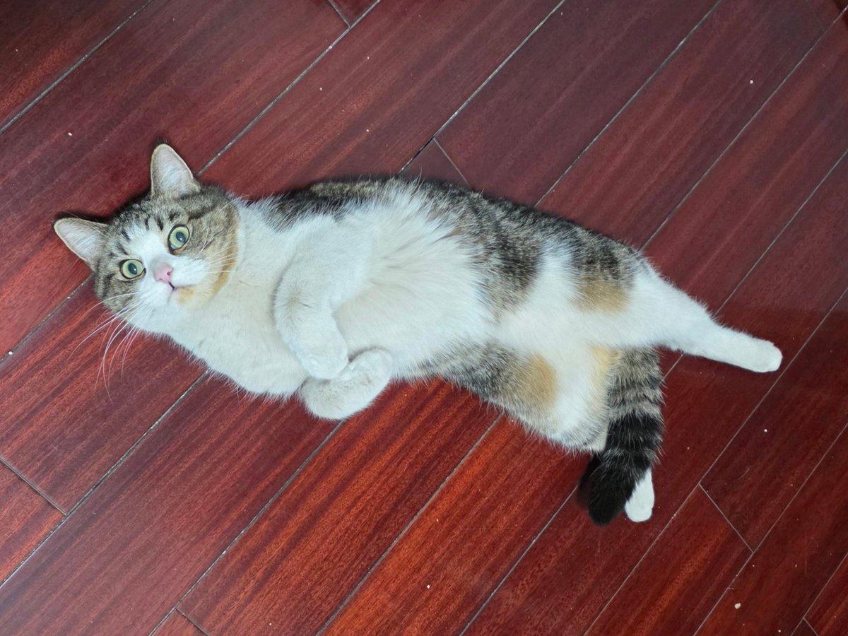 海盐 𝗦𝗲𝗮𝘀𝗮𝗹𝘁 tweet media