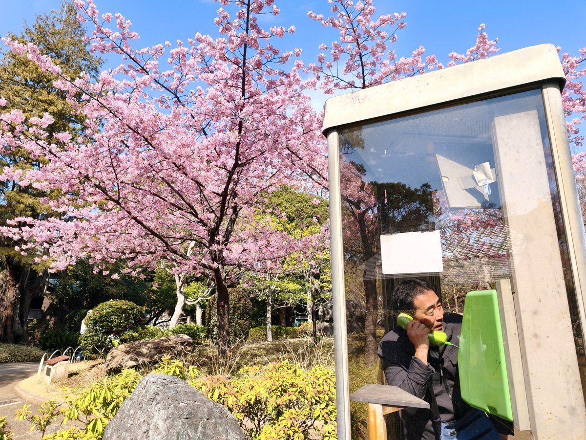 📞「もしもし、桜咲いてるよッ！
　　撮影行こうよッ❗️　
　　写真ごっこしようよッ‼️」

ふらっと散歩中に見かけた満開の河津桜🌸　誰も撮る人がいないので電話ボックスに籠って妄想に耽る恥ずかしいおじさん…。
もちろん、誰も来ない😂
でも綺麗な桜に感謝です、ありがとう✨️　きっと春は近い🌸