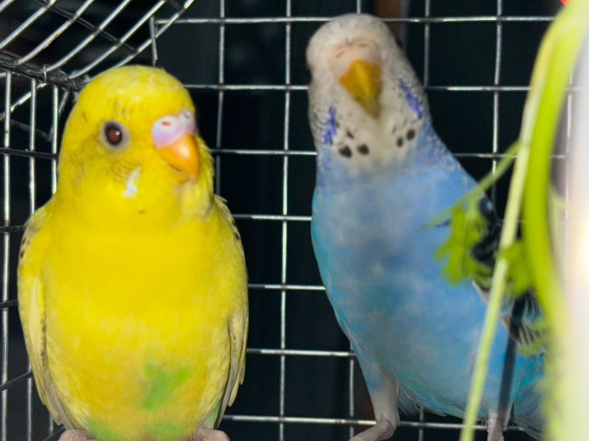 CA Deepak tweet media