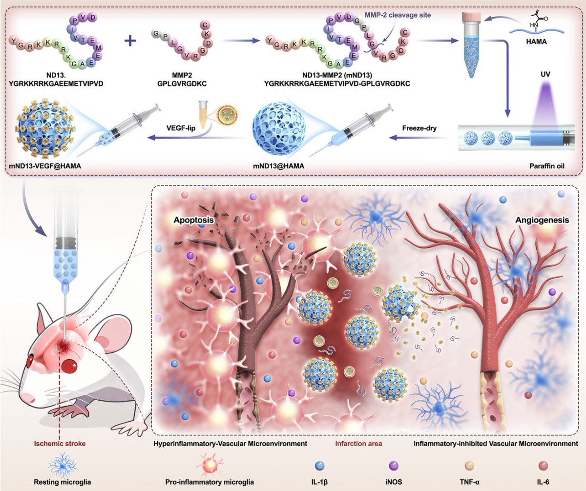 huitongruan's tweet photo. My research, "Immuno‐Training Remodeled Vascular Microenvironment via Peptide‐Functionalized Hydrogel Microspheres for Neural Repair", has been published! Read it here: <https://t.co/2eQjtZTfQQ> #publishedarticle @wileyinresearch @Innov_Medicine #healthcare #stroke #BrainHealth https://t.co/g1I7tSViLM