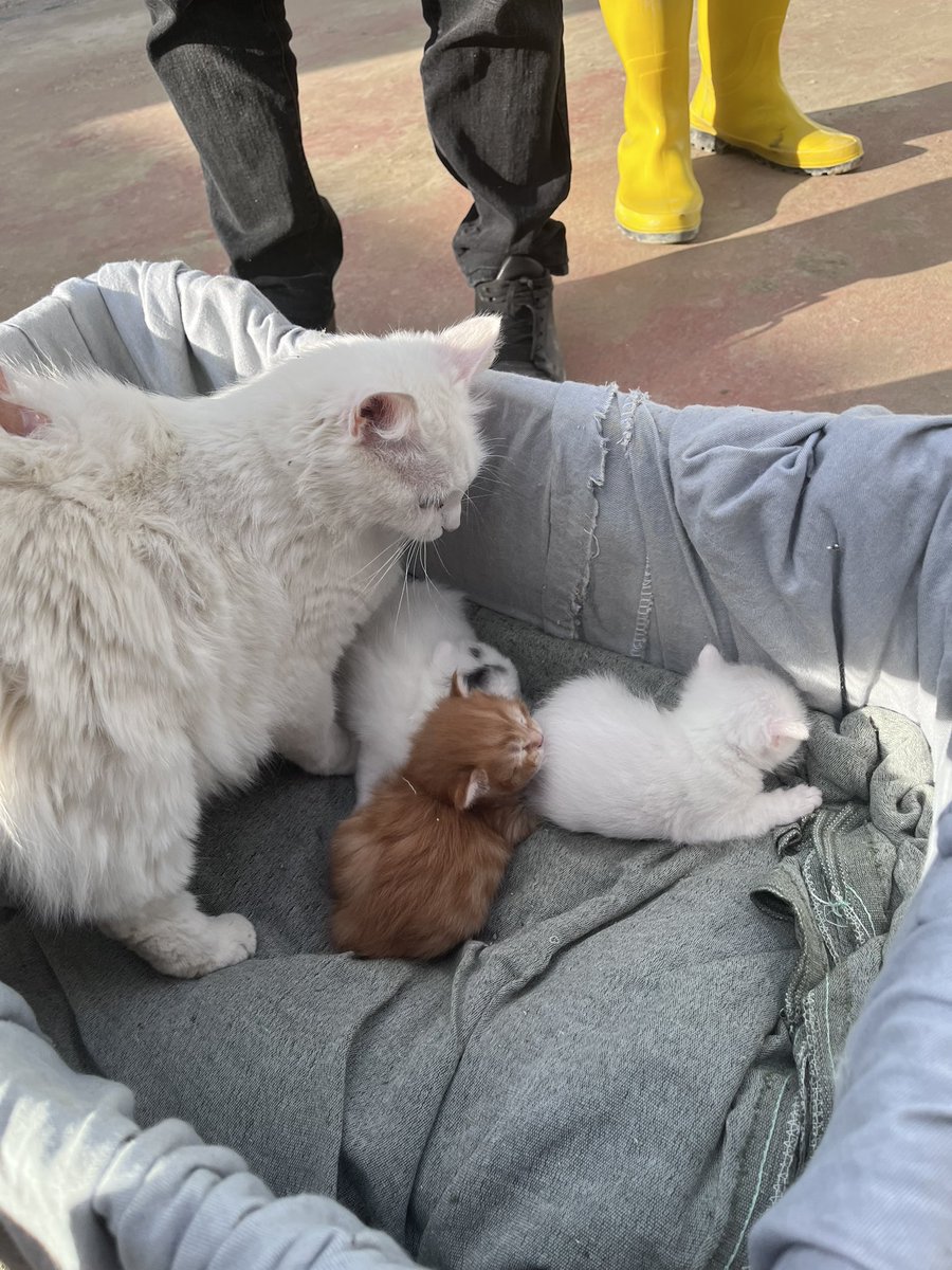 ozlemhekimo's tweet photo. antakyadaki santiyemizdeki kedi dogurdu dostlar bebekler 1-2 haftalik su an 1 aylik olduktan sonra anneyi de cocuklari da sahiplendirmek istiyoruz santiyede yasayamazlar https://t.co/ZiZqfKJJ5n